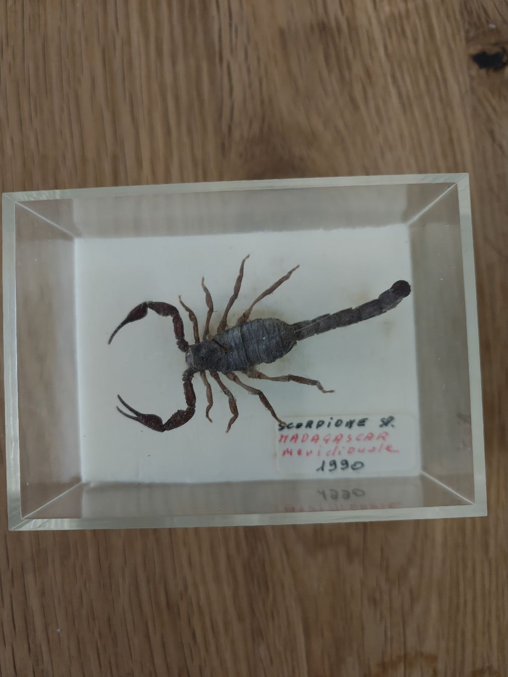 Il mondo degli animali: Schönes Skorpion – Usato da Affoltern am Albis venduto da chassa2