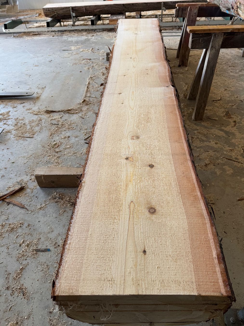 Articoli in legno: Thuja Bretter ganzer Stamm – Usato da Holziken venduto da Timbergrizzly 2