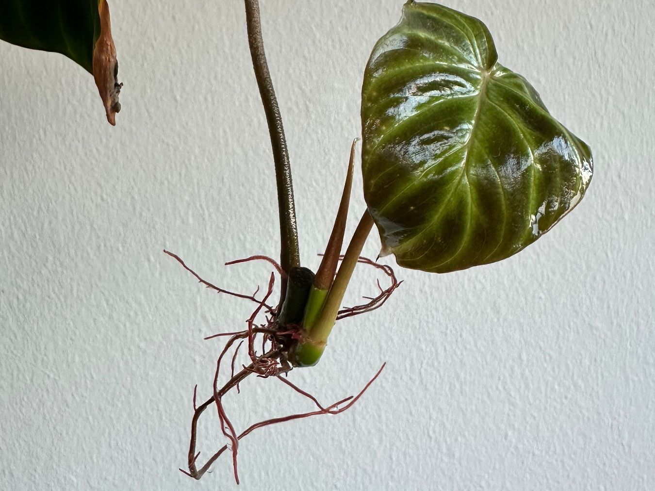 Piante & sementi: Philodendron verrucosum Steckling – Usato da Zürich venduto da ong8 4