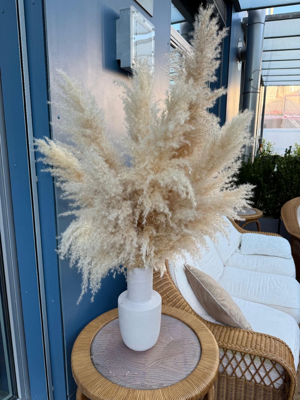 Tutte le decorazioni: Pampasgras  9 Stk. H-105 cm – Nuovo (secondo la descrizione) da Winterthur venduto da tim_cl8x