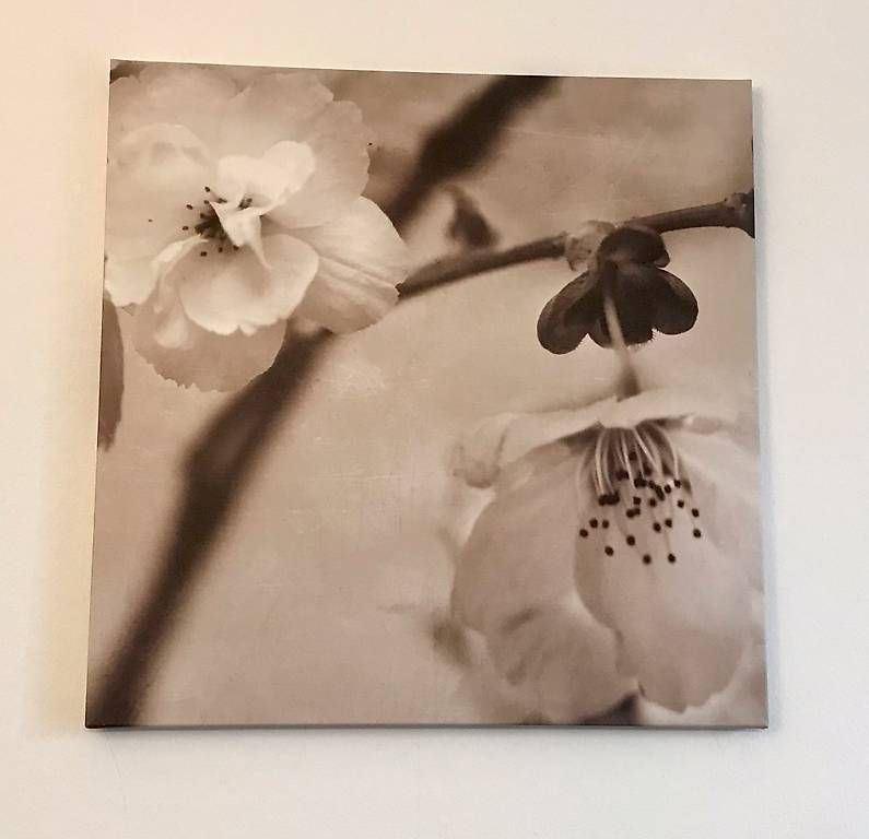 Foto & Immagini: Bilder Kirschblüten – Usato da Luterbach venduto da roxy_world 2