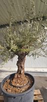 Olivenbaum im Topf, mediterranes Flair für Ihren Garten 🌳