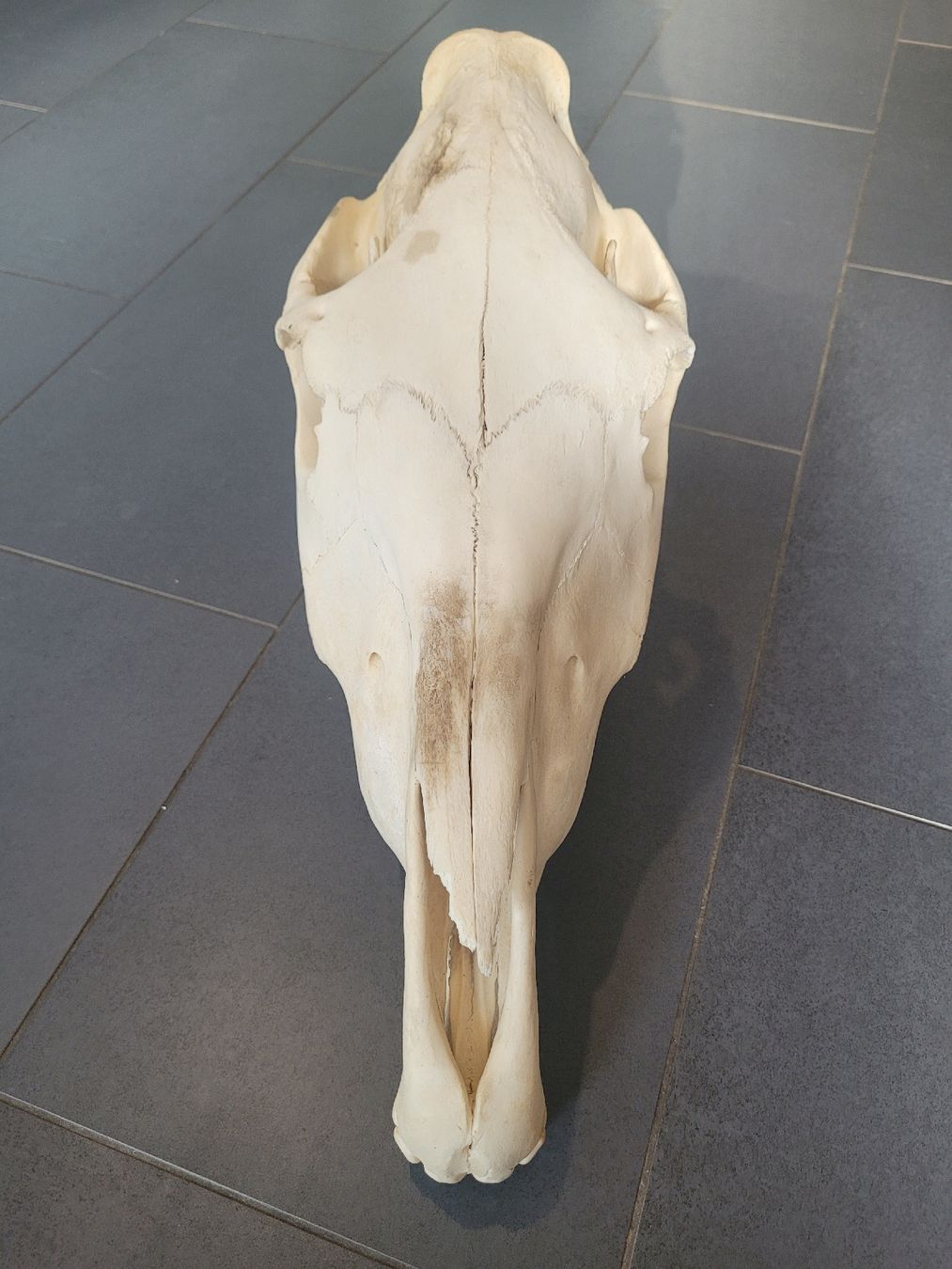 Monde des animaux: Crâne de cheval – D'occasion à Thônex par Jankhee 2