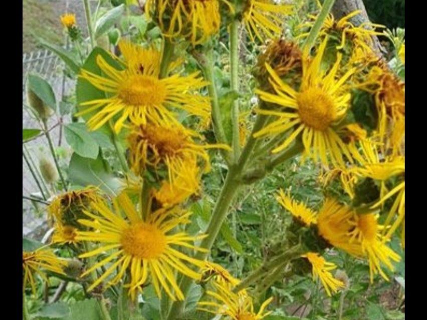 Piante & sementi: Alant (Inula helenium) - Samen 20 Stk. – Usato da Rickenbach SO venduto da tahitian