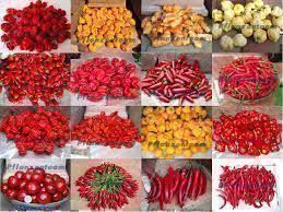 Chili Mix, 15 Samen