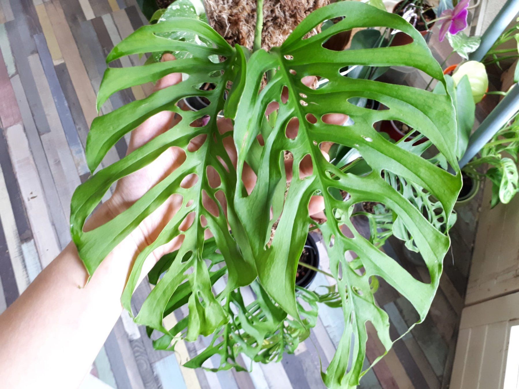 Monstera adansonii ssp. laniata - Jungpflanze (Gebraucht) in Brittnau fr  CHF 8.5  nur Abholung auf Ricardo kaufen