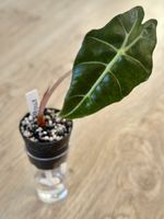 Alocasia × amazonica ‘Polly’ – Young Plant 🌿