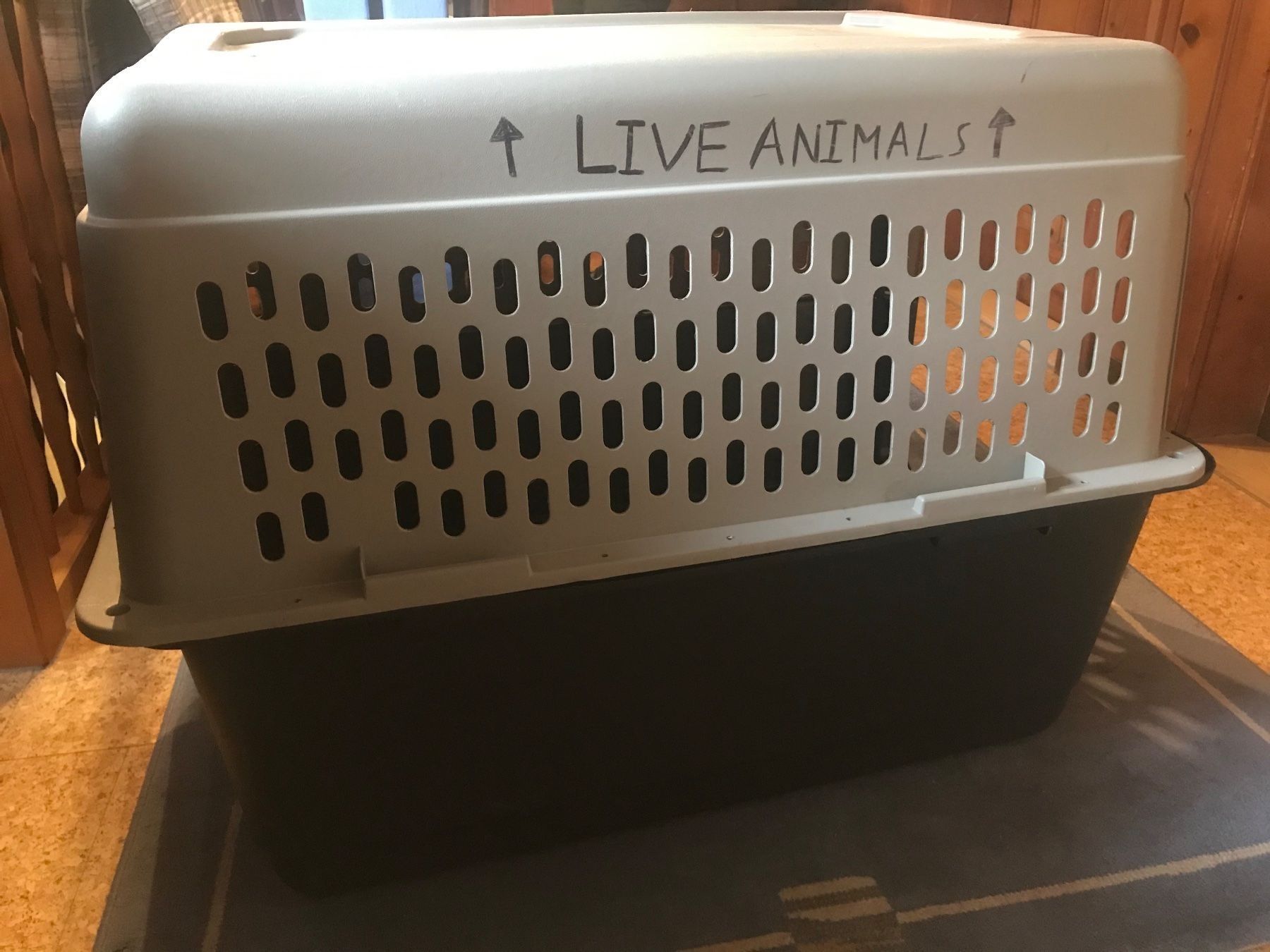 Gabbie, trasporto & Sicurezza: Hundebox, Tierbox, Flugbox, Transportbox, XL – Difettoso da Brienz BE venduto da MosMaz 2