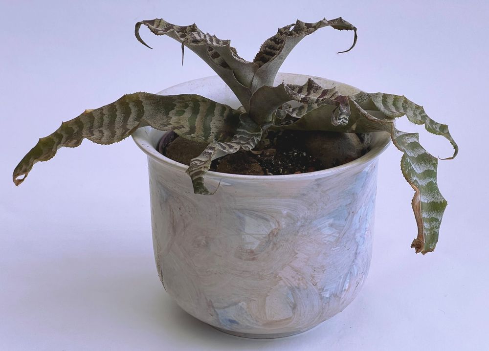 CRYPTANTHUS ZONATUS cv. ZEBRA STAR***** (Neu (gemäss Beschreibung)) in ...