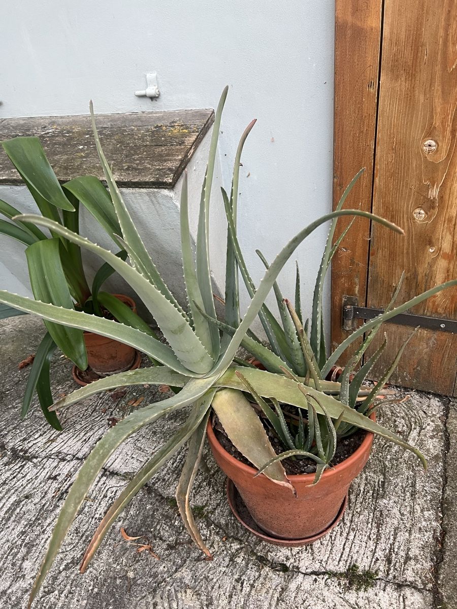 Pflanzen & Samen: Aloe Vera – Gebraucht aus Arboldswil von CJDA