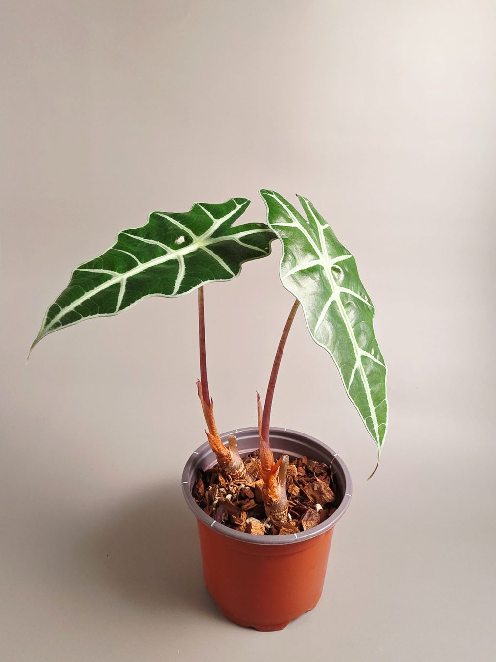 Pflanzen & Samen: Alocasia polly #3 – Neu (gemäss Beschreibung) aus Gerolfingen von Azora 1