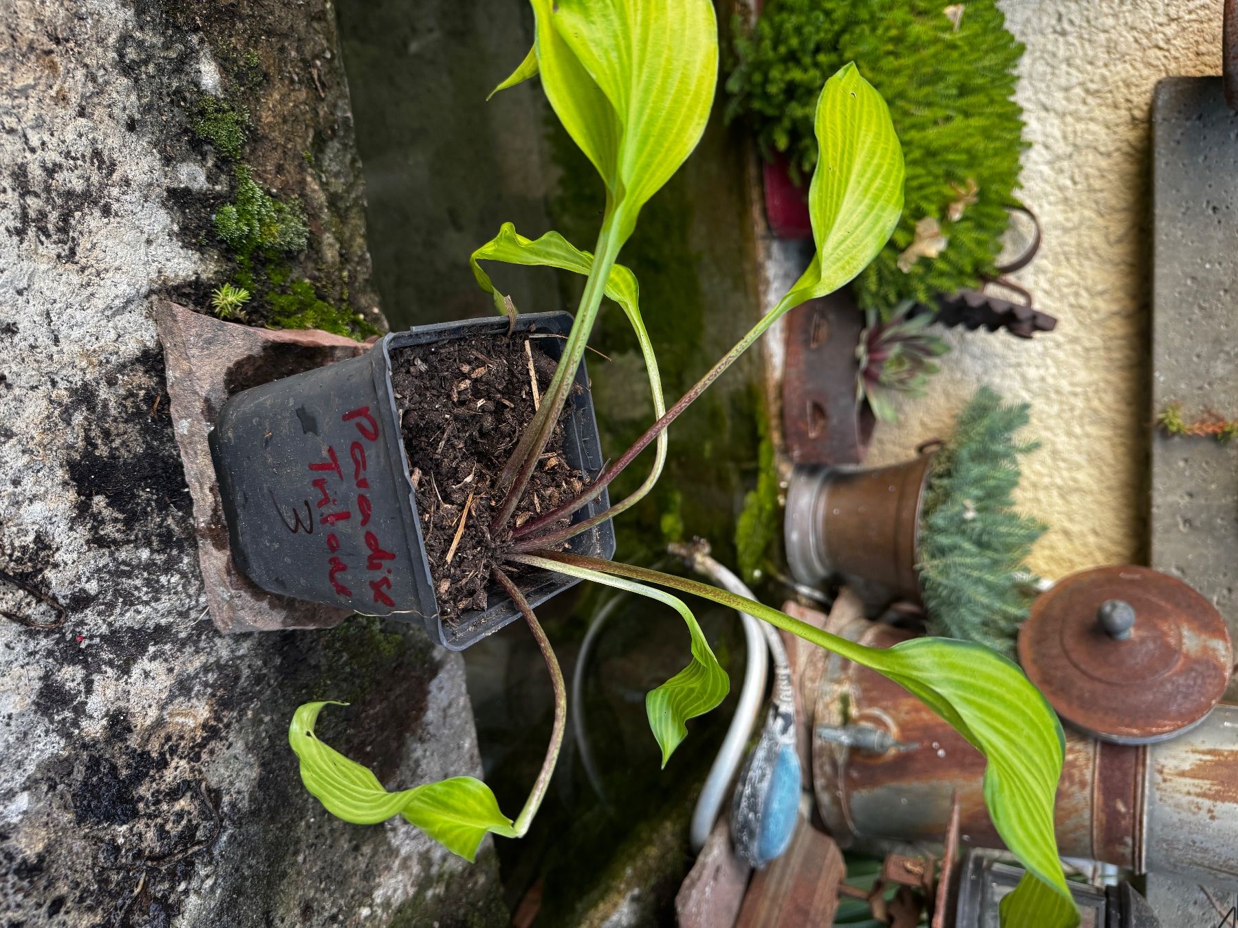 Pflanzen & Samen: Hosta Paradise Tritone – Gebraucht aus Lajoux JU von Briard0 1