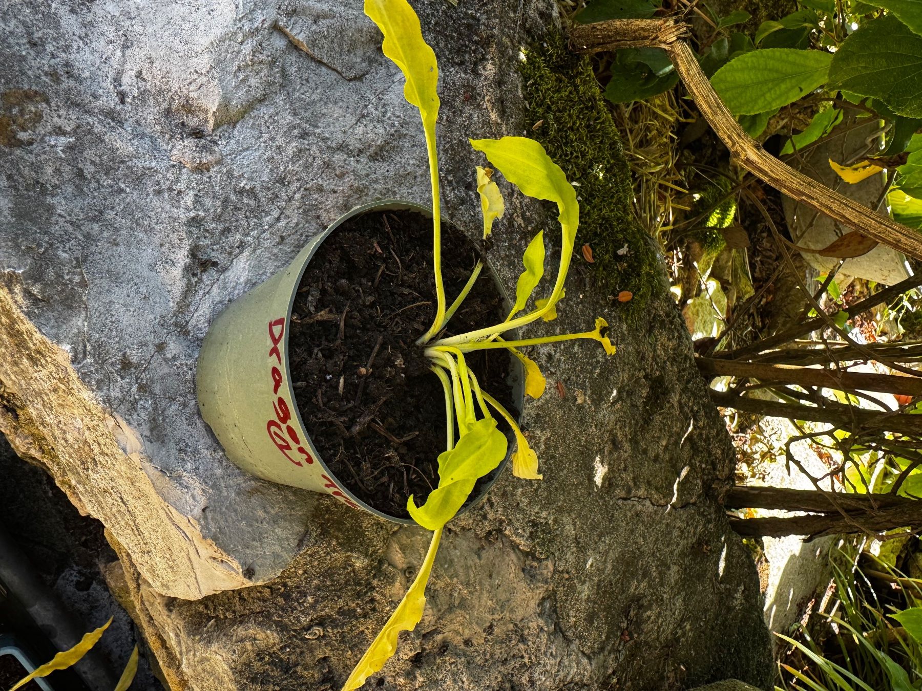Plantes & graines: Hosta dragon tails – D'occasion à Lajoux JU par Briard0