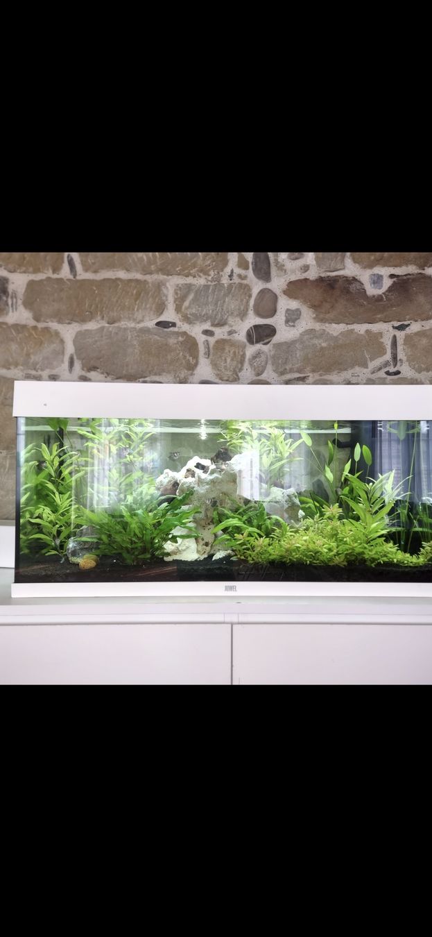 Juwel Acquari: aquarium 200l – Usato da Busswil BE venduto da Gunona
