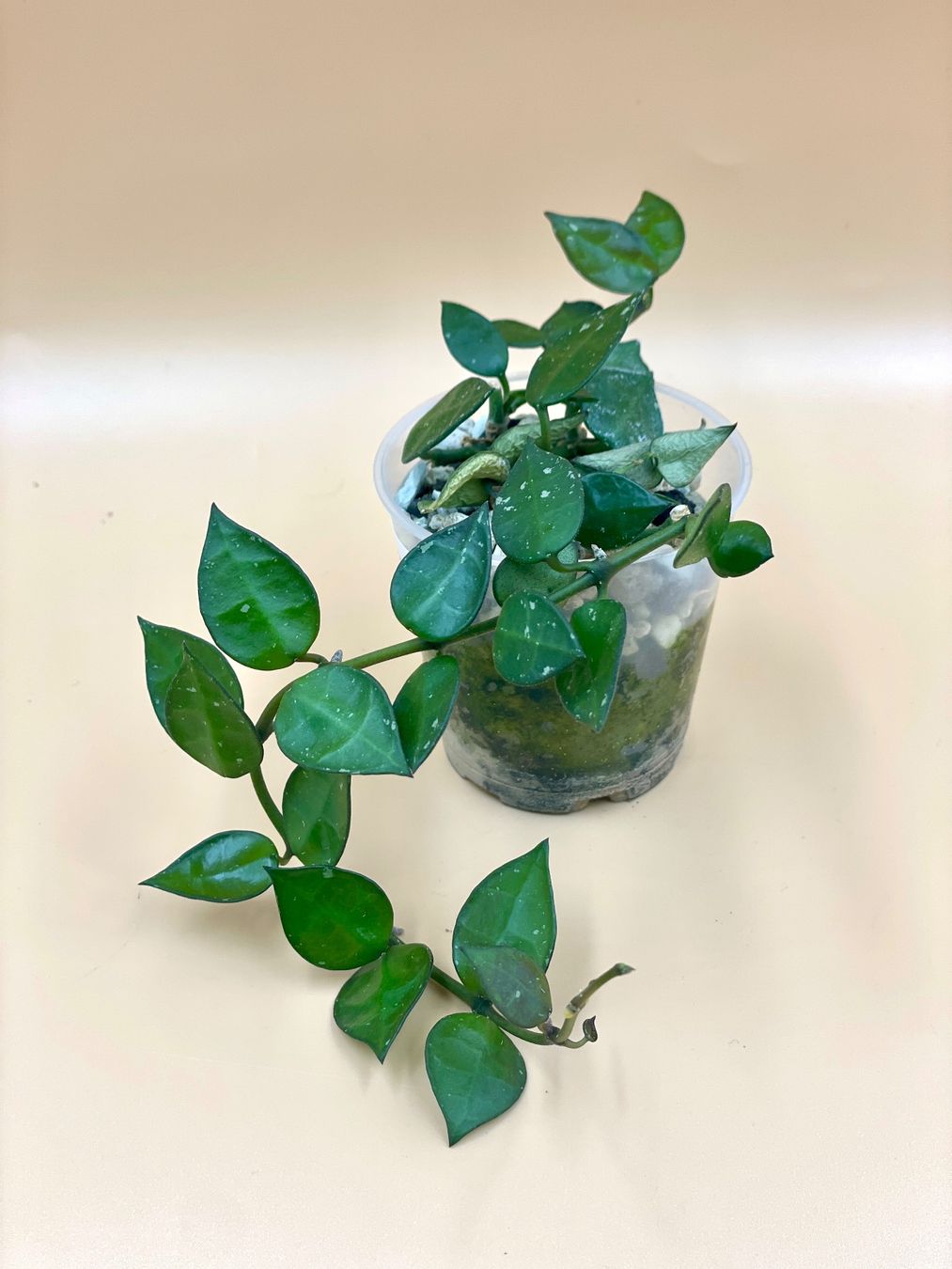 Pflanzen & Samen: Hoya lacunosa 'Splash' – Neu (gemäss Beschreibung) aus Zürich von Leafscape