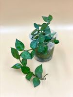 Hoya lacunosa 'Splash'