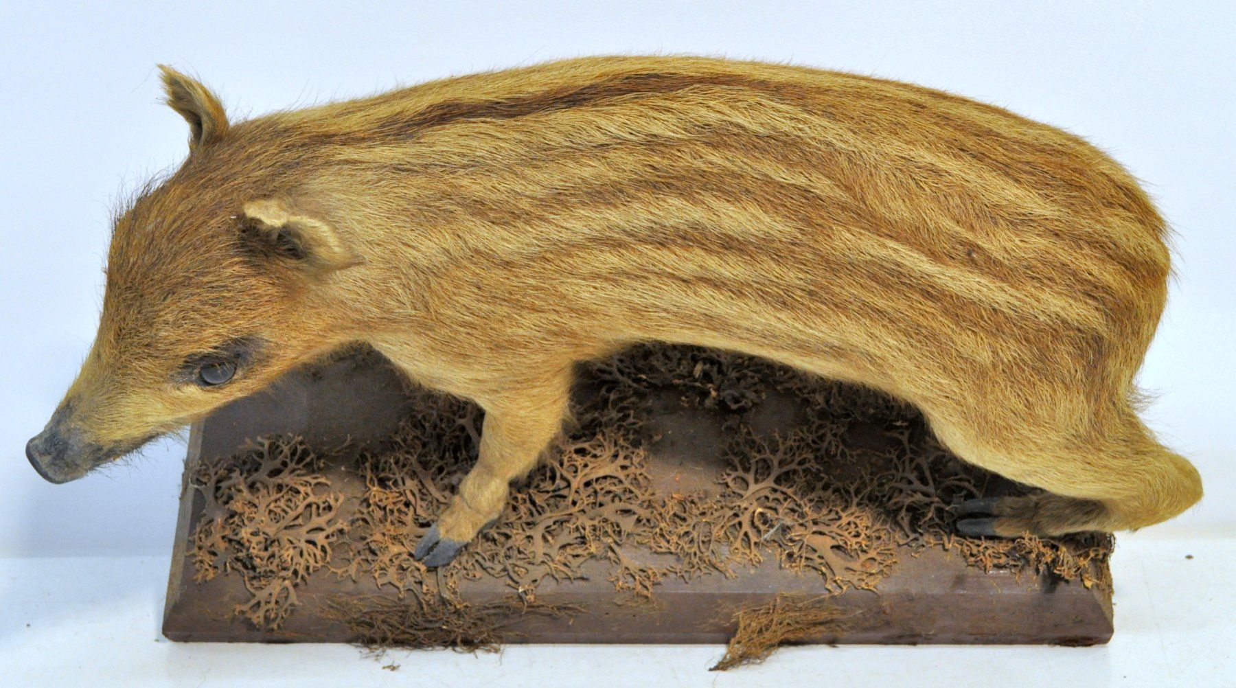 Welt der Tiere: Marcassin naturalisé – Gebraucht aus Neuchâtel von Neuchatel 8
