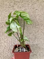 Syngonium :)