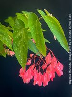 Begonia Maculata Tamaya - Polka-Dot Begonie als Stammform