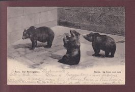 BERN - Bärengraben - 1905