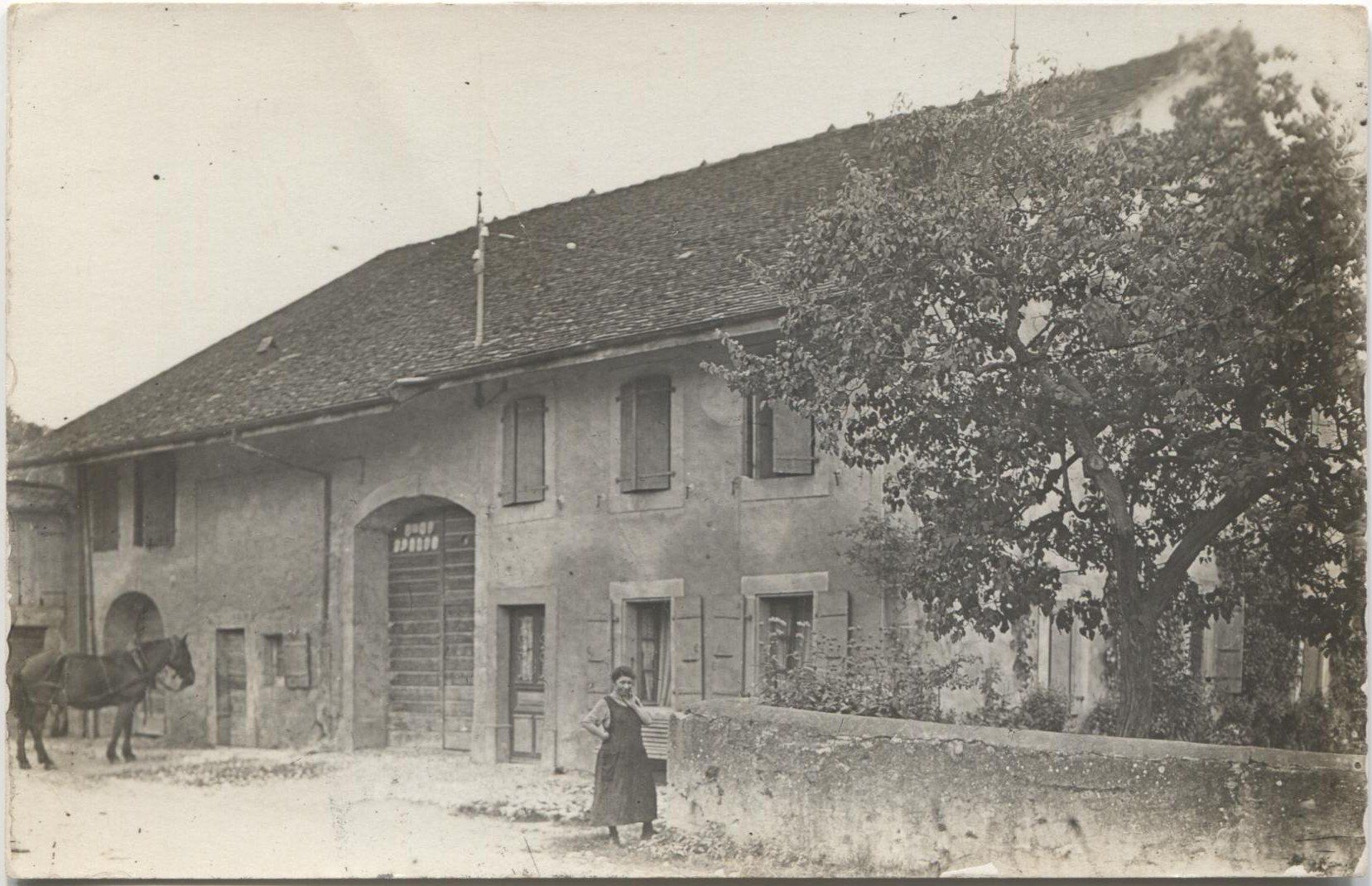 Ansichtskarten: LANDWIRTSCHAFT/PFERD 1925 AG? – Gebraucht aus Wil SG von Clanx