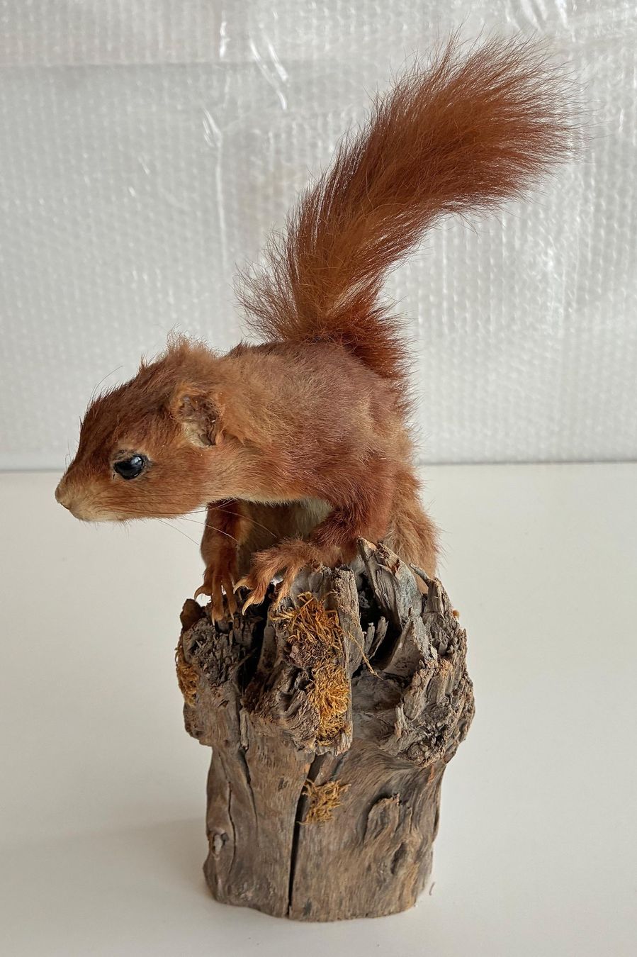 Monde des animaux: Eichhörnchen – D'occasion à Bäretswil par robsonantik 1