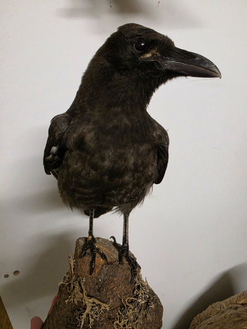 Monde des animaux: Präparat Krähe – D'occasion à Oberrindal par Ketupu 1