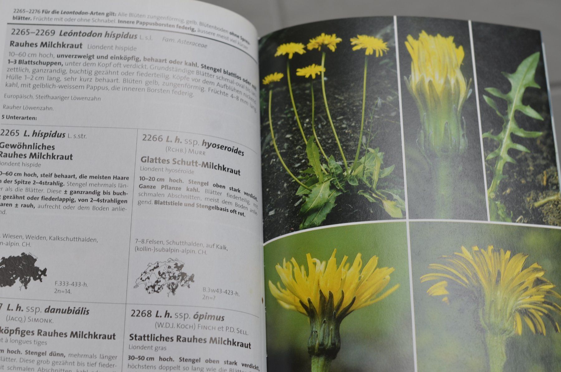 Libri: Flora des Kantons Bern – Usato da Renan BE venduto da myc_l5d6 2
