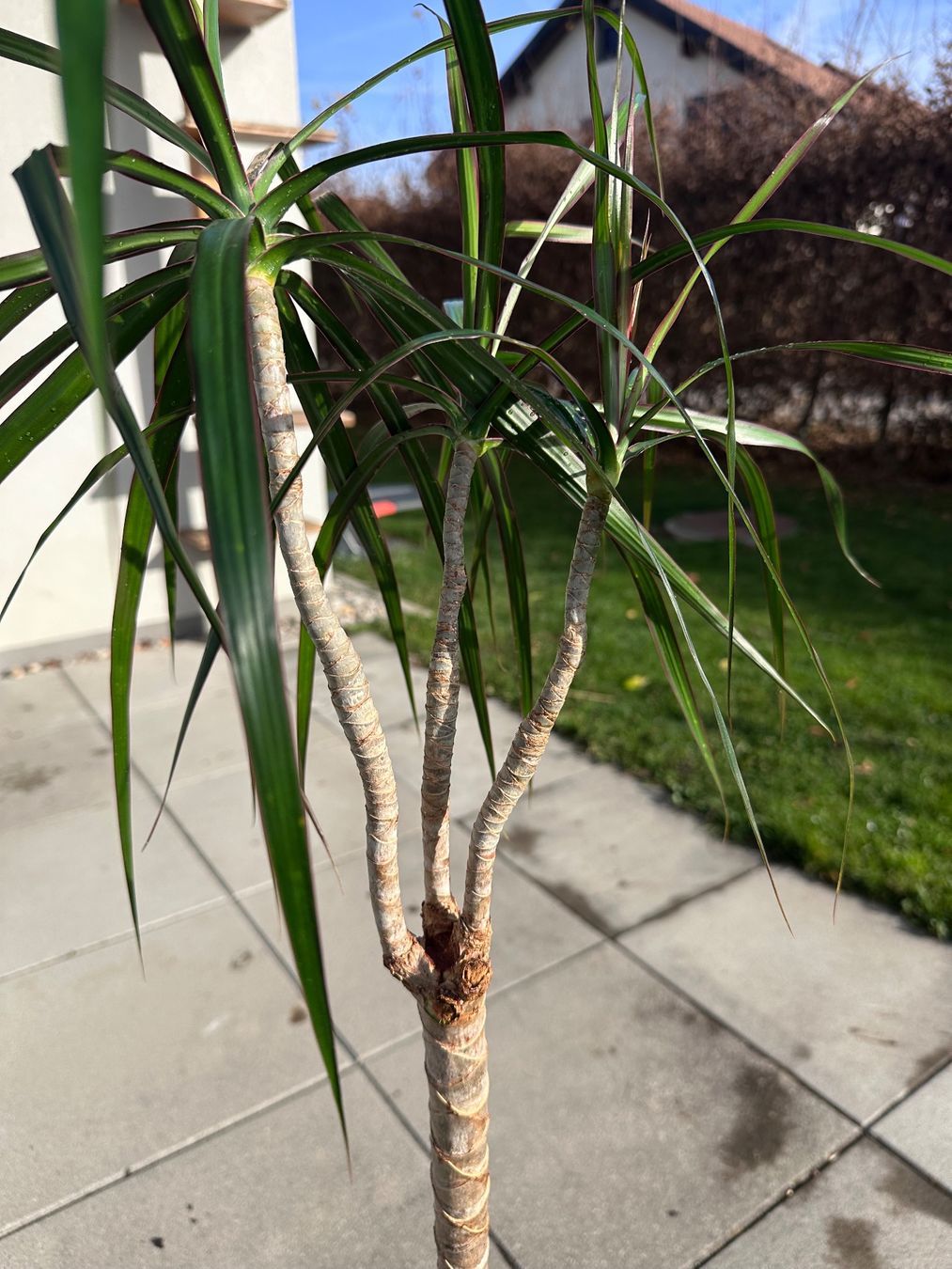 Piante & sementi: Plante d'intérieur Dracaena Marginata – Usato da Promasens venduto da Toblerone83 1