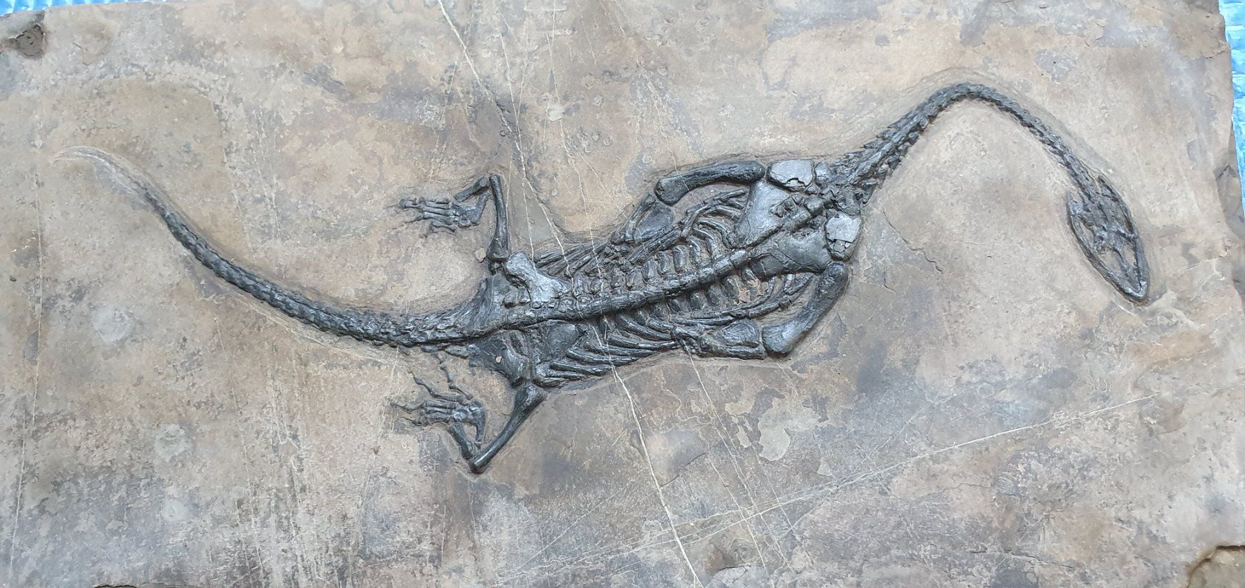 Fossili: KEICHOUSAURUS HUI SCHWIMMSAURIER CHINA – Usato da Lenzburg venduto da Reto013