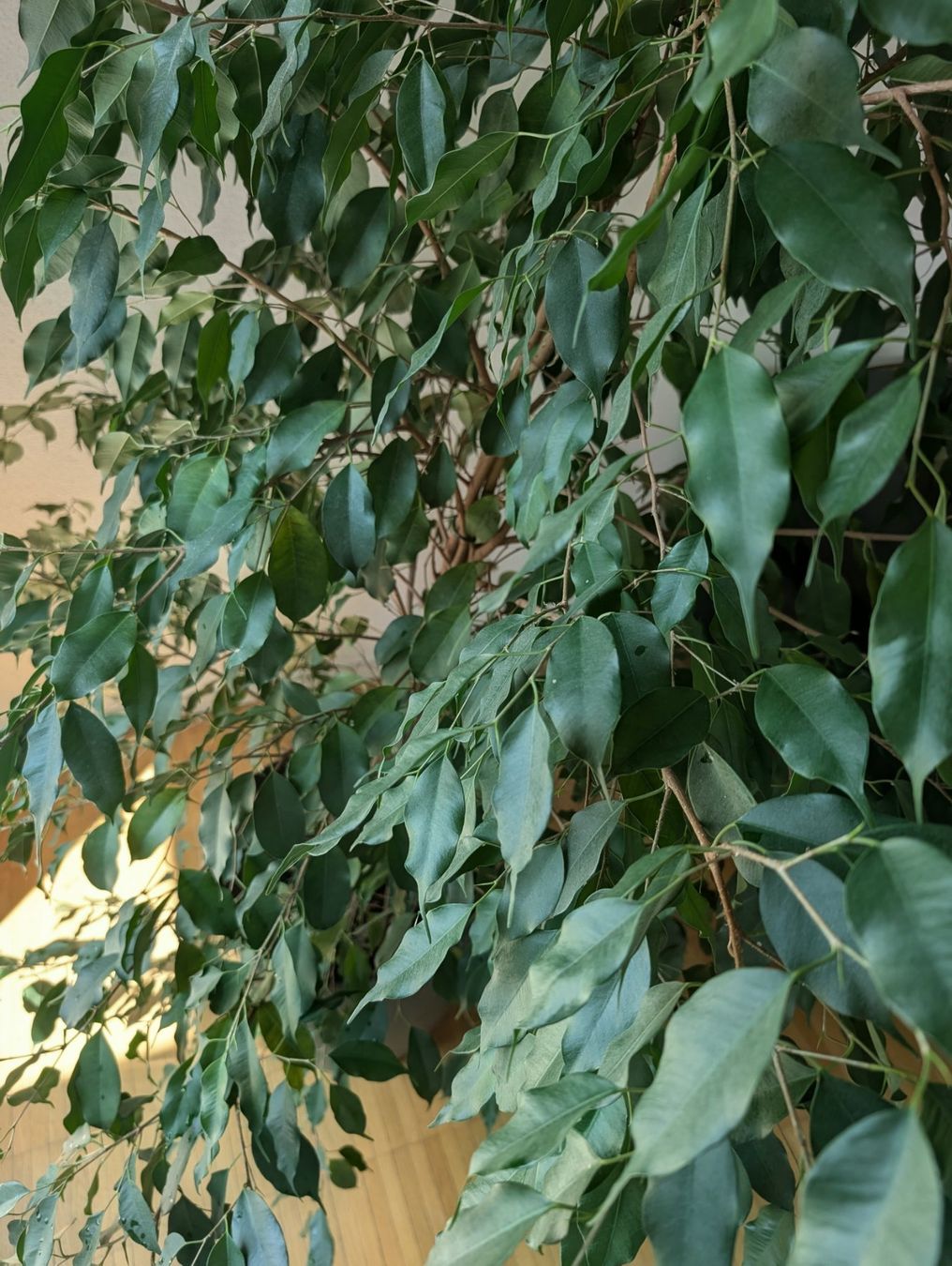 Piante & sementi: Ficus Benjamina, gross und dicht – Usato da Uster venduto da proshka74 1