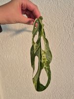 🌿 Monstera Indonesian Marble Ableger #3🌿