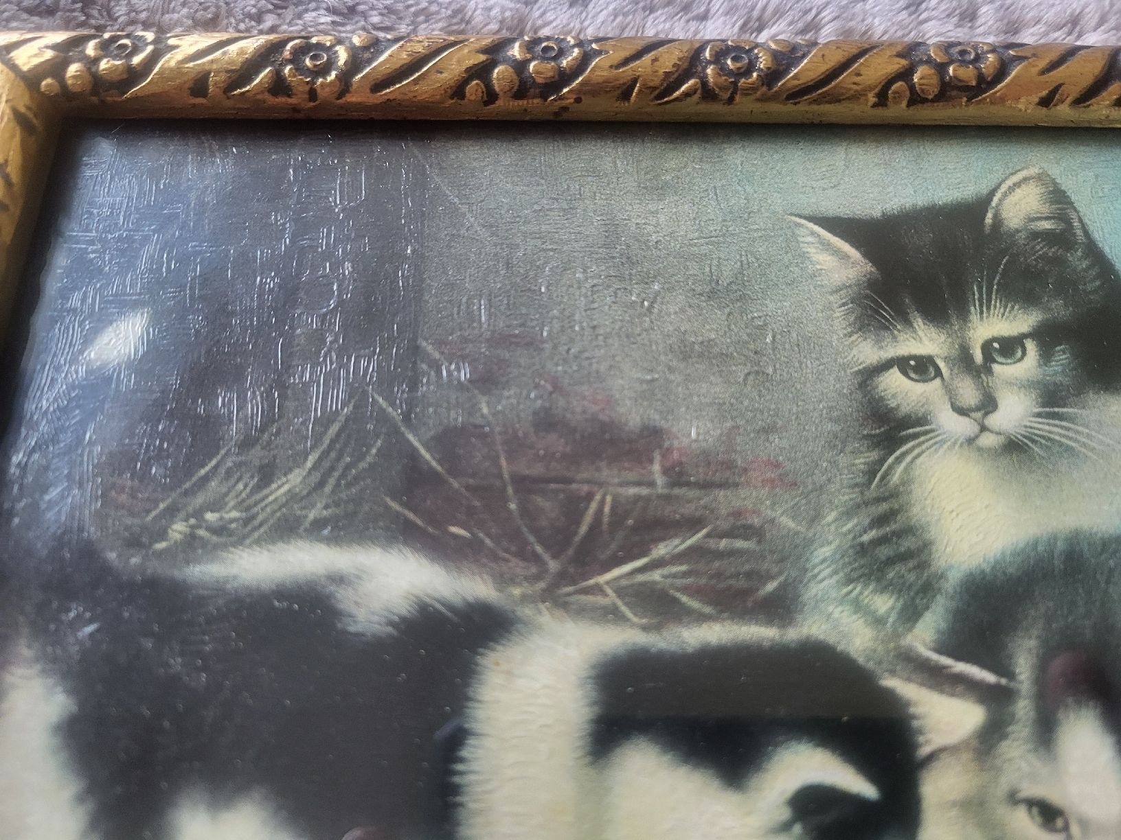 Foto & Immagini: Katzenbild – Usato da Gutenswil venduto da ghekko88 3