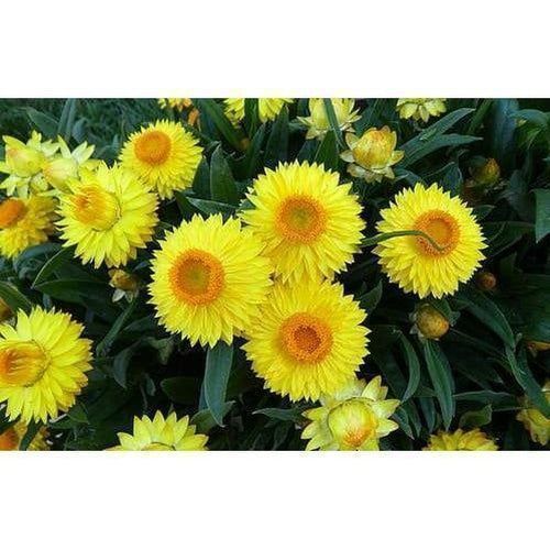 Piante & sementi: 300 Samen STROHBLUME GELB – Nuovo (secondo la descrizione) da Ehrendingen venduto da VerveinaSamen 4