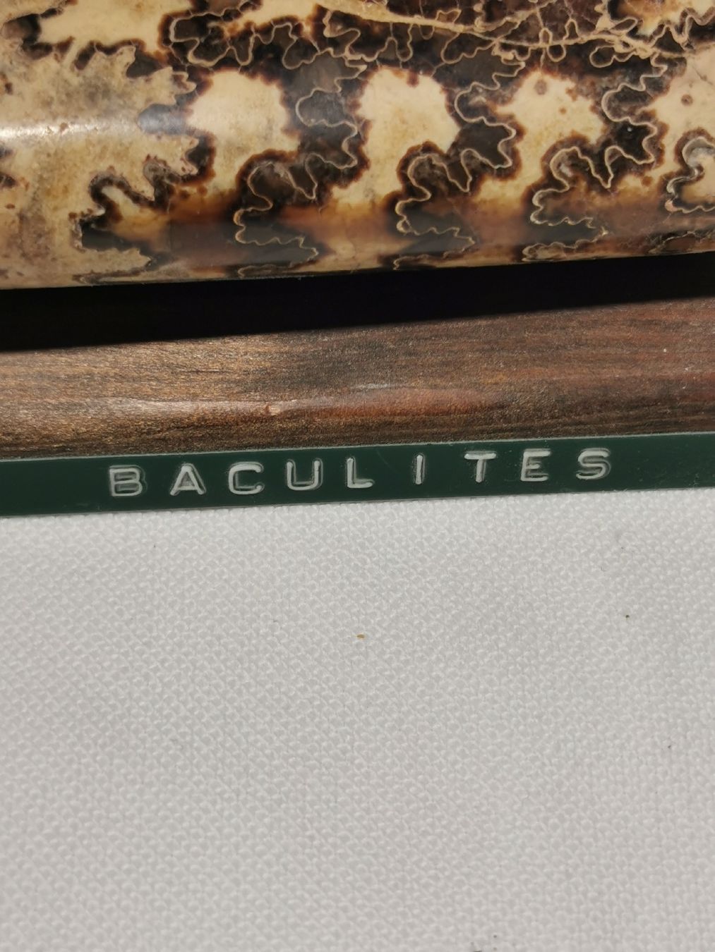 Fossili: Baculites fossil – Usato da Basel venduto da Treasurehunter 5