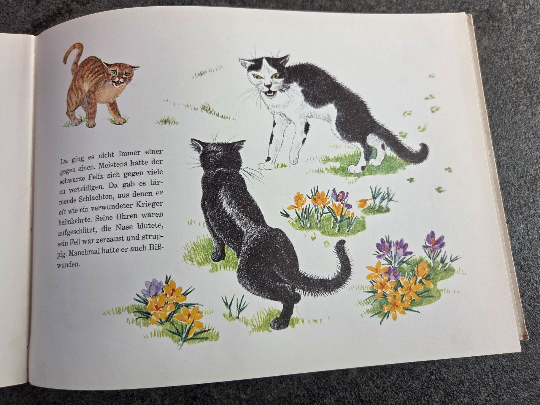 Libri: Felix der schwarze Kater – Usato da Münsingen venduto da Sokilein 1