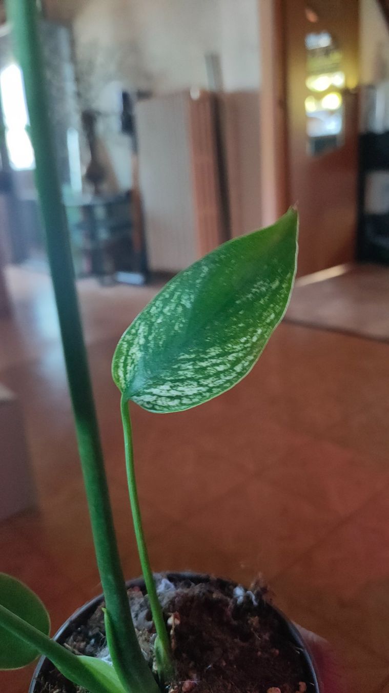 Piante & sementi: monstera Devil très rare !! – Nuovo (secondo la descrizione) da St-Aubin-Sauges venduto da may_2yrv 3