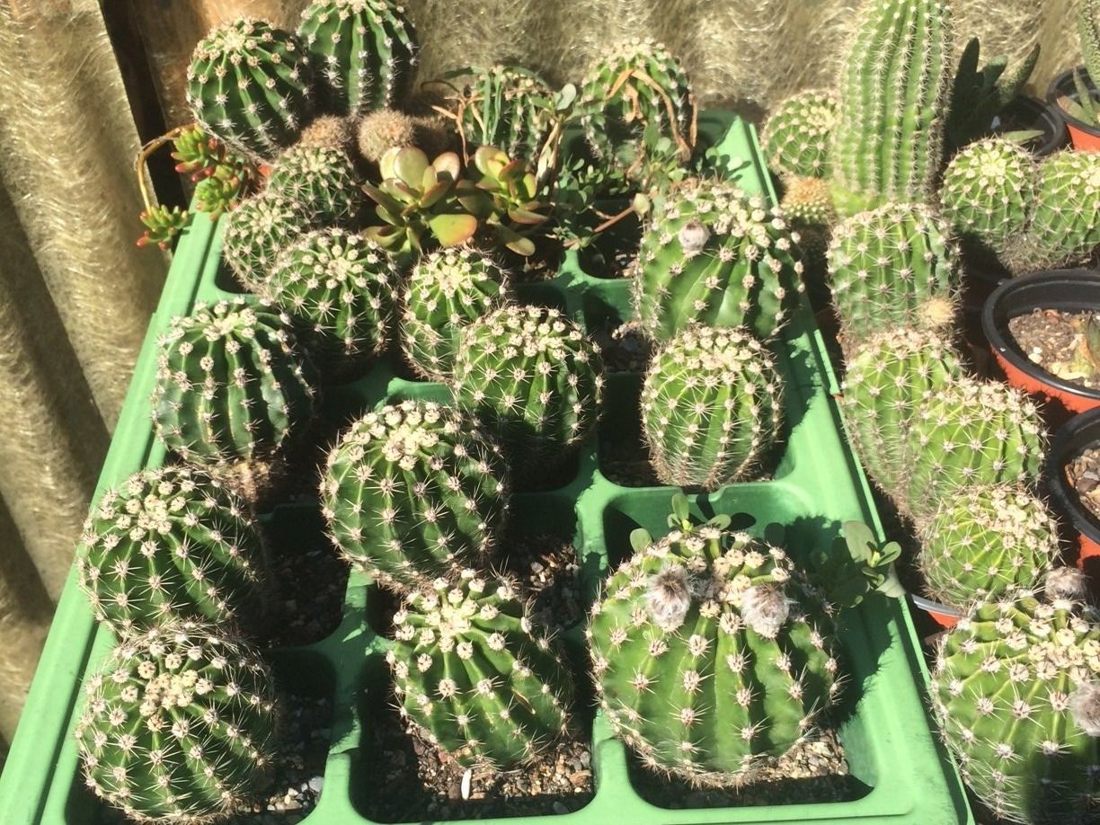 Piante & sementi: Echinopsis eyriesii – Nuovo (secondo la descrizione) da Vinelz venduto da Wellensittich55 5