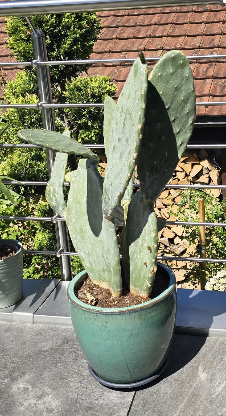 Piante & sementi: Opuntia Indica mit Topf   – Nuovo (secondo la descrizione) da Aarburg venduto da popkorn65 2