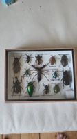 Bild Käfer Thailand
