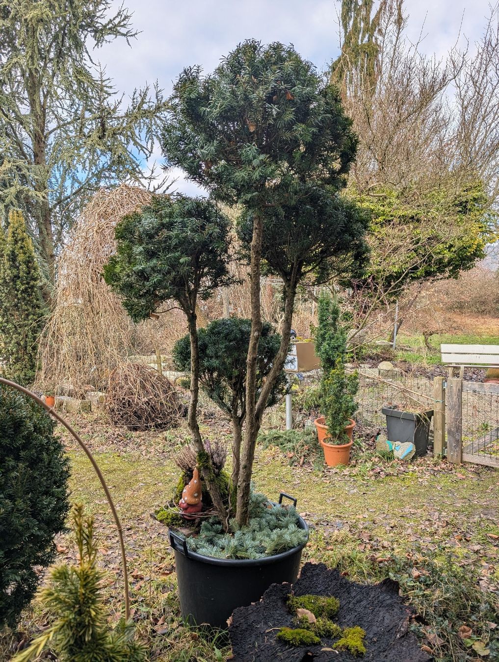 farn nephrolepis pflege Nephrolepis exaltata Vitale (Farn) – Secret Garden Plant Shop