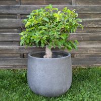 Bonsaï Pommier (Malus / Zierapfel / Apfel), env. 30 ans
