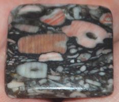 Cabochon L-881 – Crinoid Fossil – 24x24mm