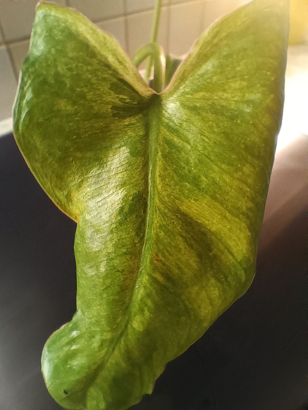 Piante & sementi: Philodendron  Paraiso Verde Mint variegata – Usato da Neerach venduto da Pudelmax 3