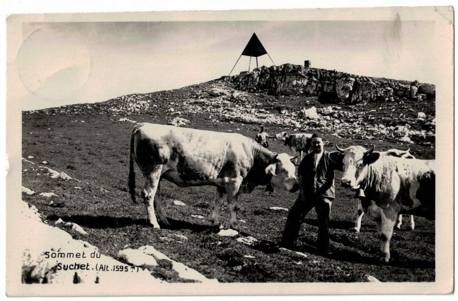 Cartoline postali: Sommet du Suchet, vaches, armailli, circulée 1928 – Usato da Frauenfeld venduto da POML