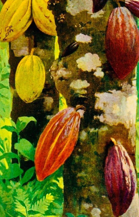 Piante & sementi: Ab 5.- fr THEOBROMA CACAO 2 Echte Kakaobohnen – Nuovo e nell'imballaggio originale da Rovio venduto da POSITIFFARTandPLANTS 4