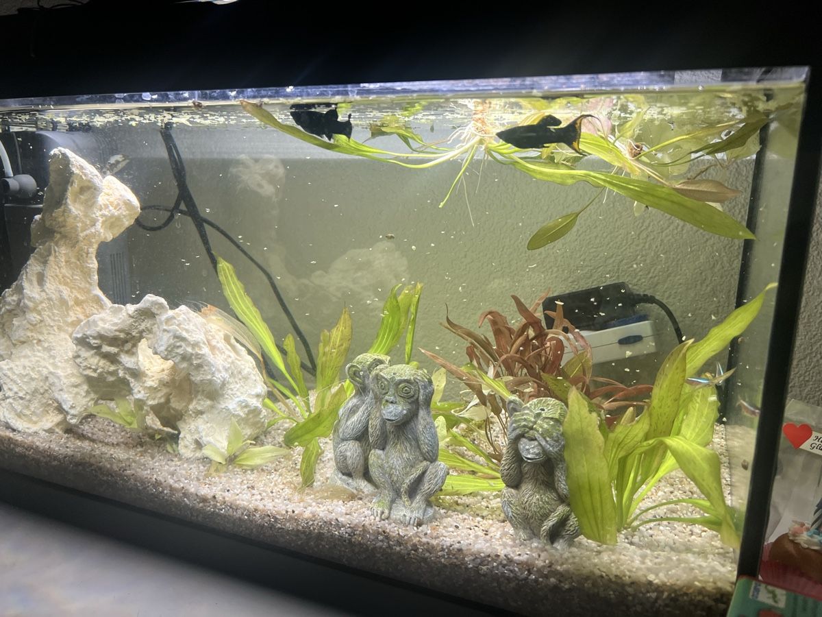 Acquari: Aquarium inkl Pumpe Inhalt – Usato da Ittigen venduto da ABalli