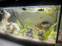 Aquarium inkl Pumpe Inhalt