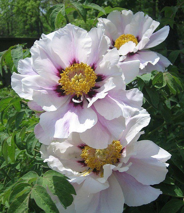 Piante & sementi: Baumpfingstrose, Paeonia rocki , ca.12 Samen – Nuovo (secondo la descrizione) da Zürich venduto da t24_de