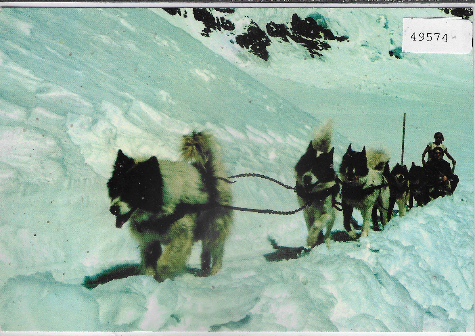 Cartoline postali: Polarhunde auf Jungfraujoch – Usato da Ettingen venduto da Kartenplanet